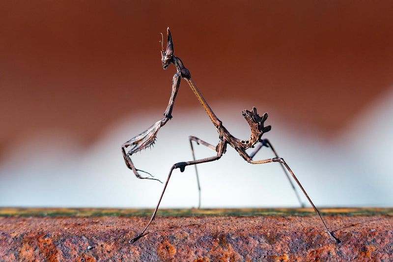 Empusa Fasciata