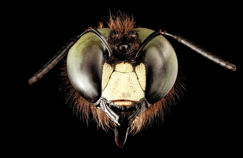 Giant Flying Eye (Xylocopa Virginica)