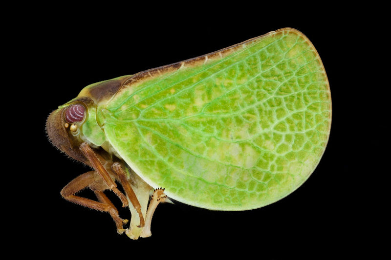 Planthopper