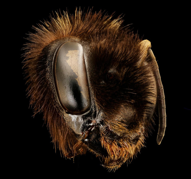 Bombus Affinis