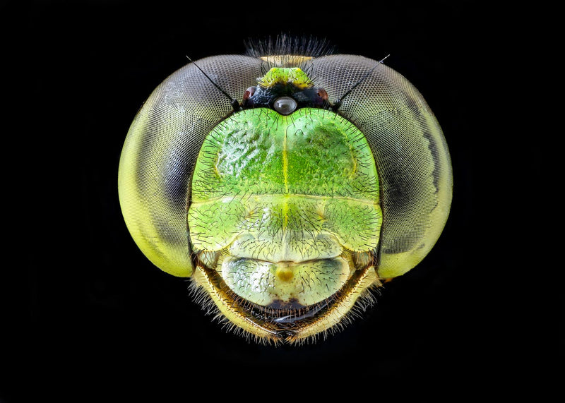 Erythemis Simplicicolis