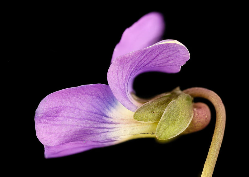 Viola