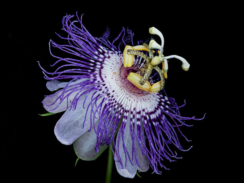 Passiflora