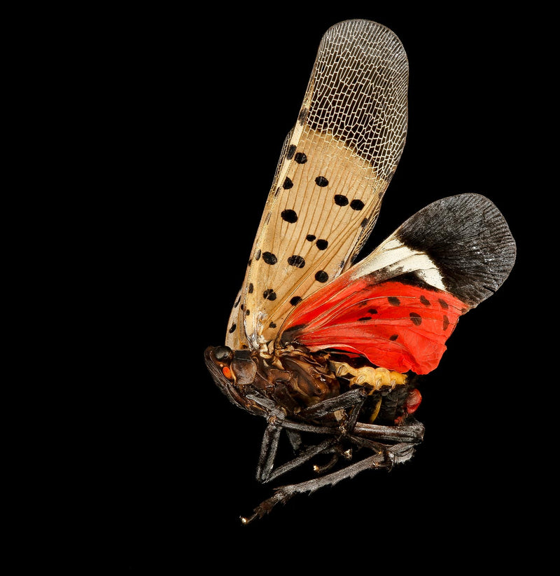 Spotted Lanternfly