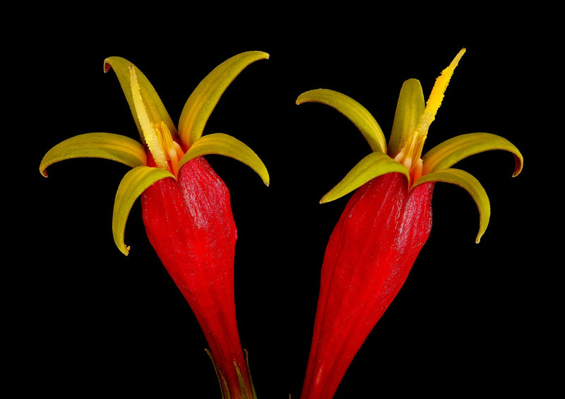 Spigelia Marilandica