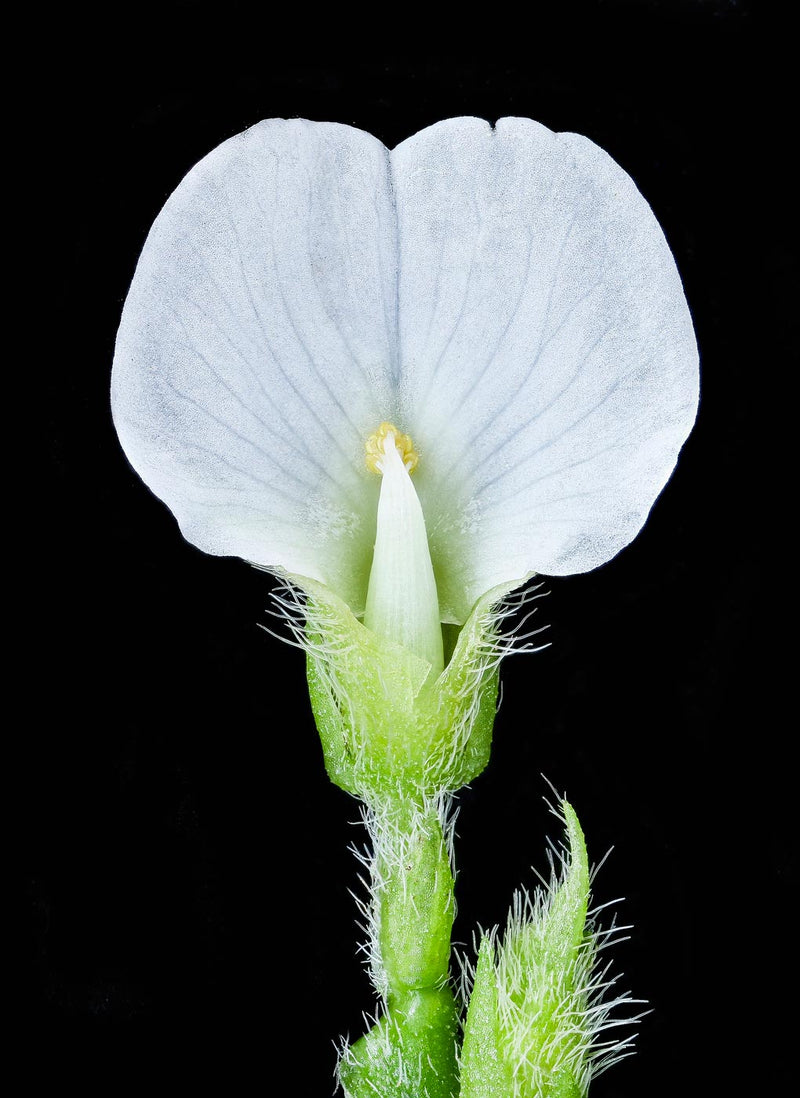 Edamame Soybean Blossoms