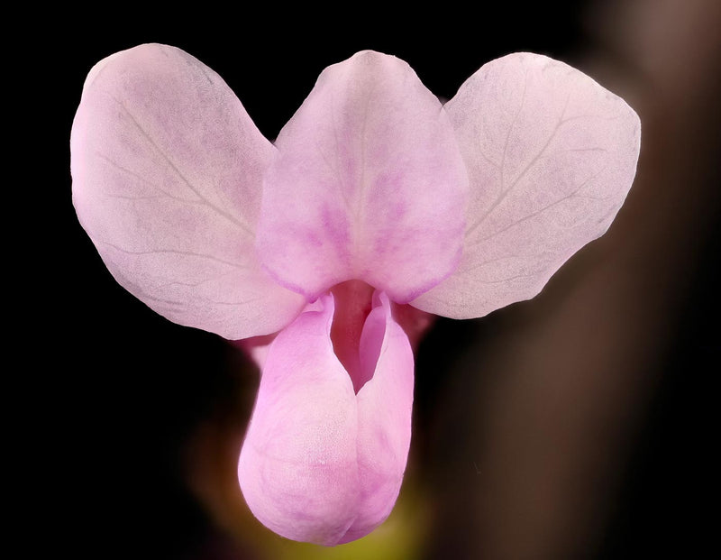 Cercis Canadensis