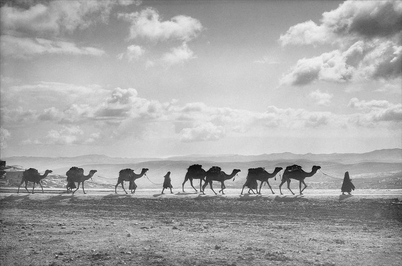 Camel Caravan on Mount of Olives