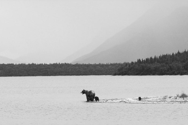 Grizzly with Spring Cubs, Alaska