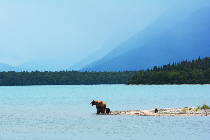 Grizzly with Cubs, Alaska