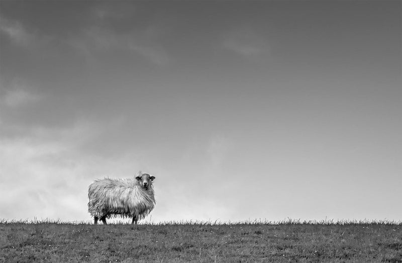 Sheep, France