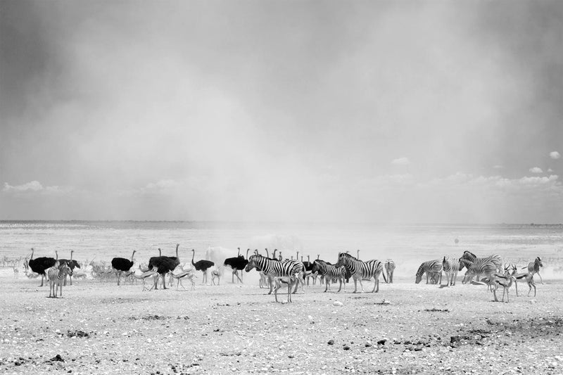 Dust Cloud, Namibia