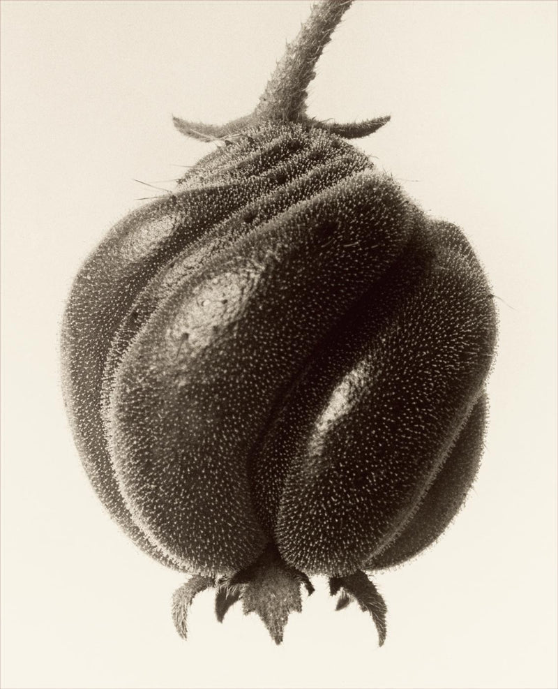 Herbarium, Plate 1
