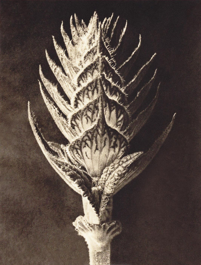 Herbarium, Plate 10
