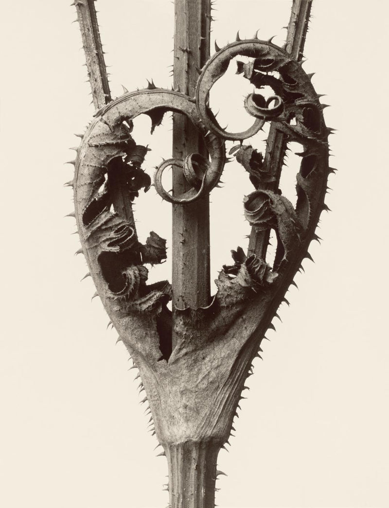 Herbarium, Plate 13