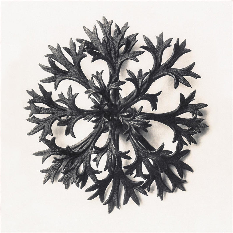 Herbarium, Plate 14