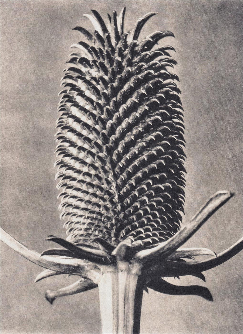 Herbarium, Plate 15