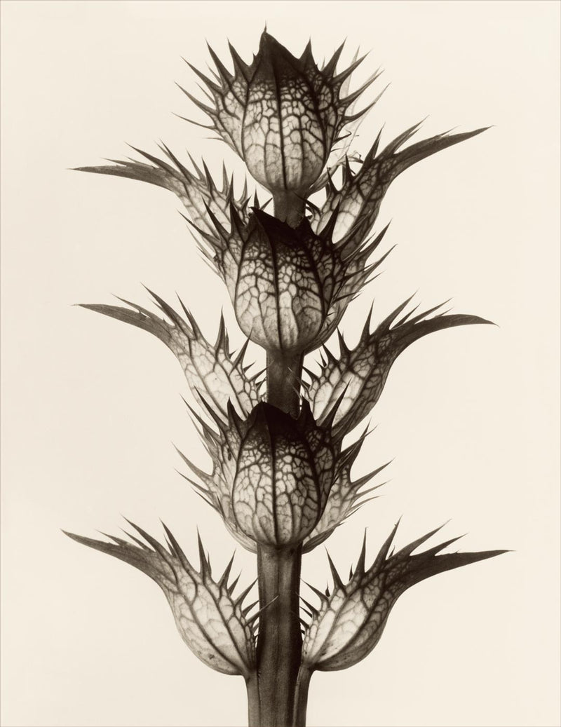 Herbarium, Plate 17