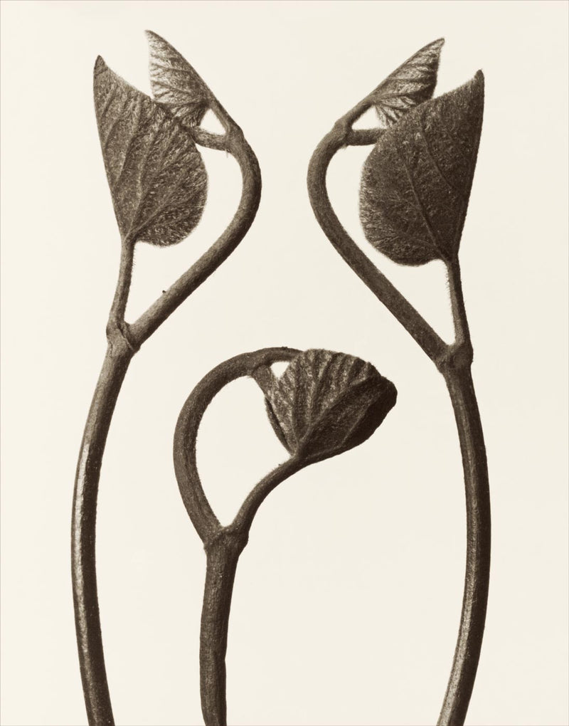 Herbarium, Plate 18