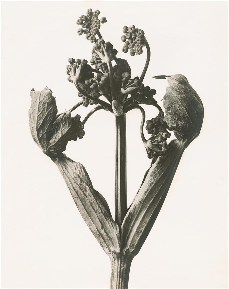 Herbarium, Plate 19
