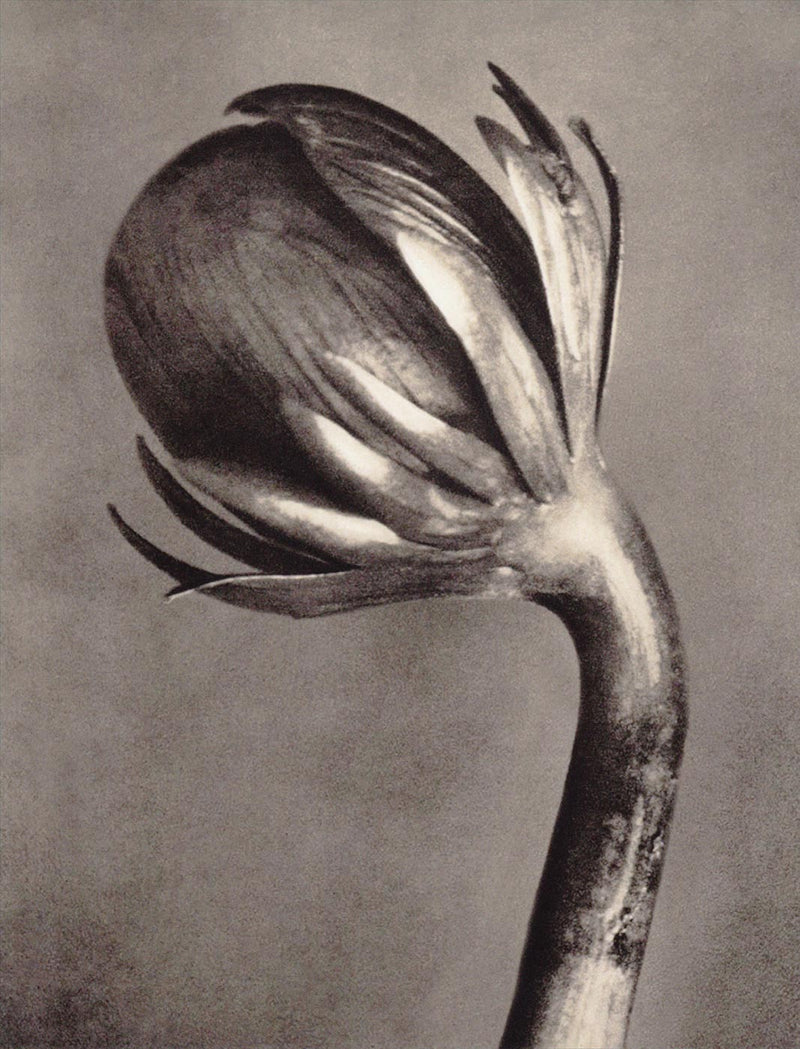 Herbarium, Plate 2