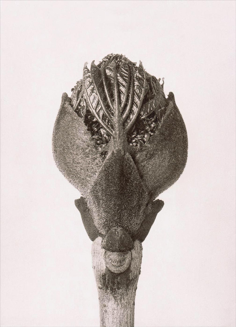 Herbarium, Plate 20