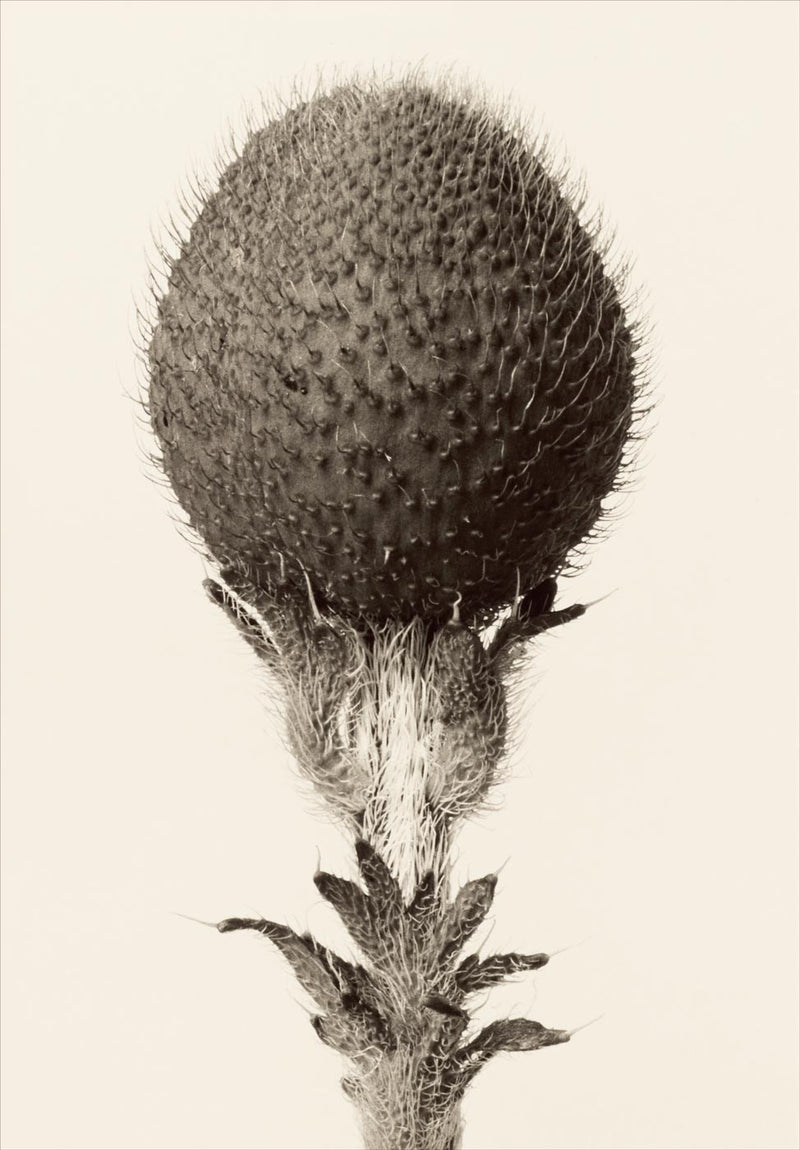 Herbarium, Plate 21