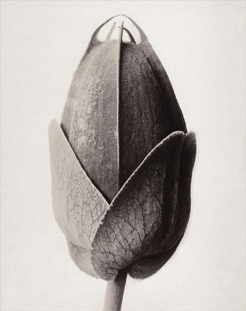 Herbarium, Plate 22