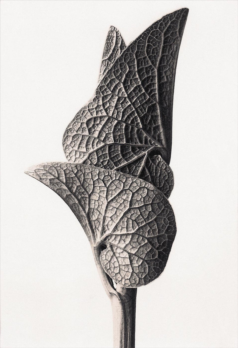 Herbarium, Plate 23