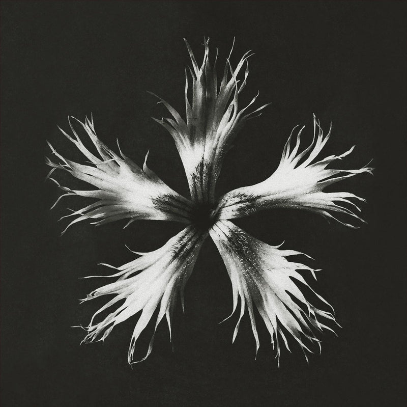 Herbarium, Plate 25