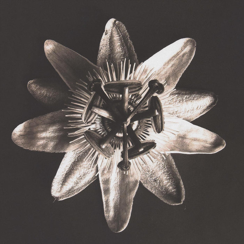 Herbarium, Plate 27