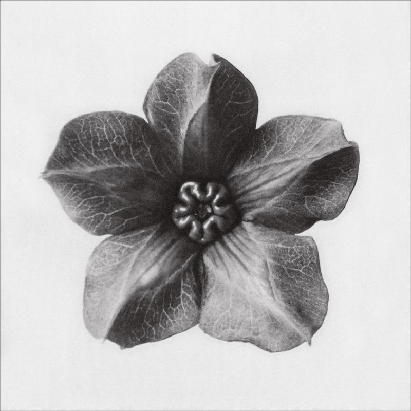 Herbarium, Plate 29