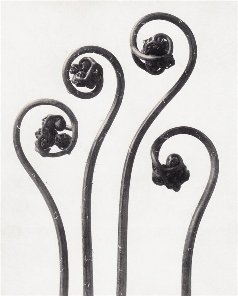 Herbarium, Plate 30