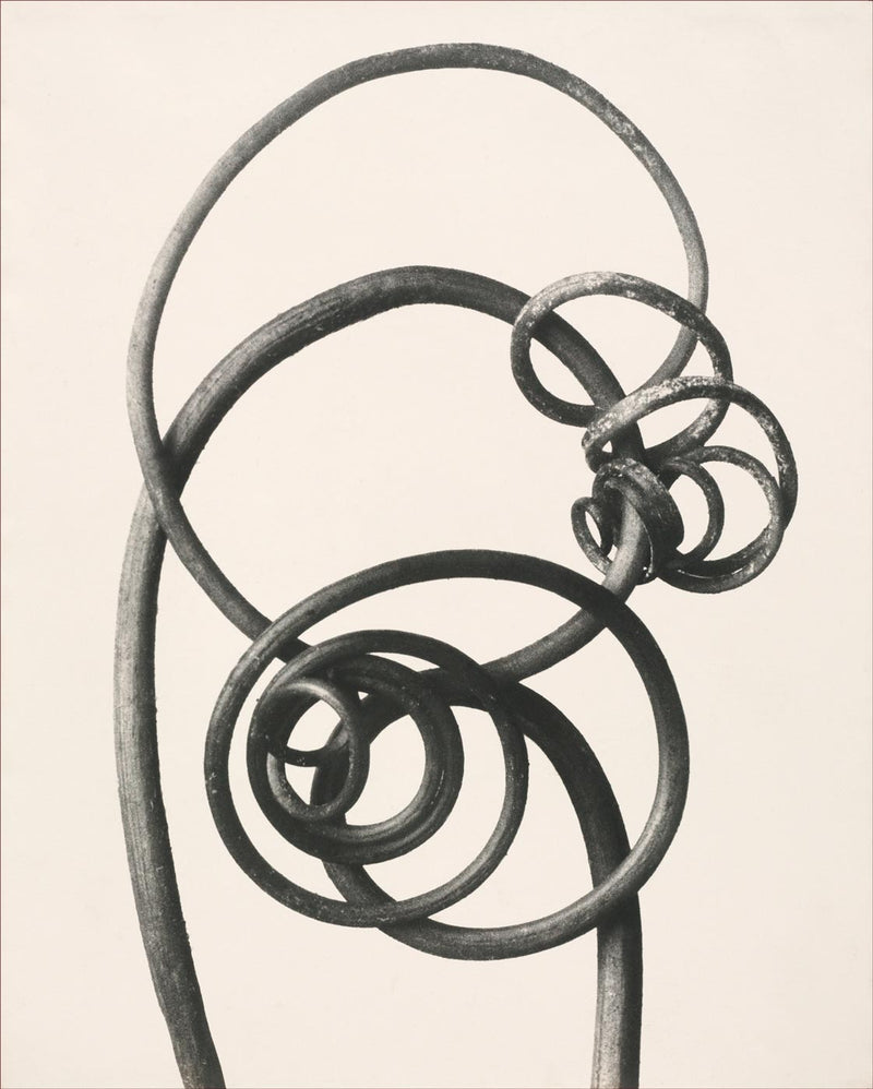 Herbarium, Plate 31