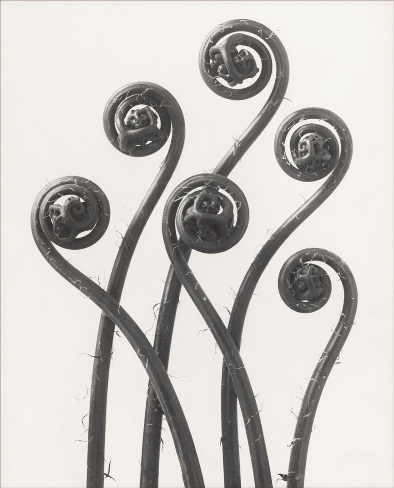 Herbarium, Plate 33