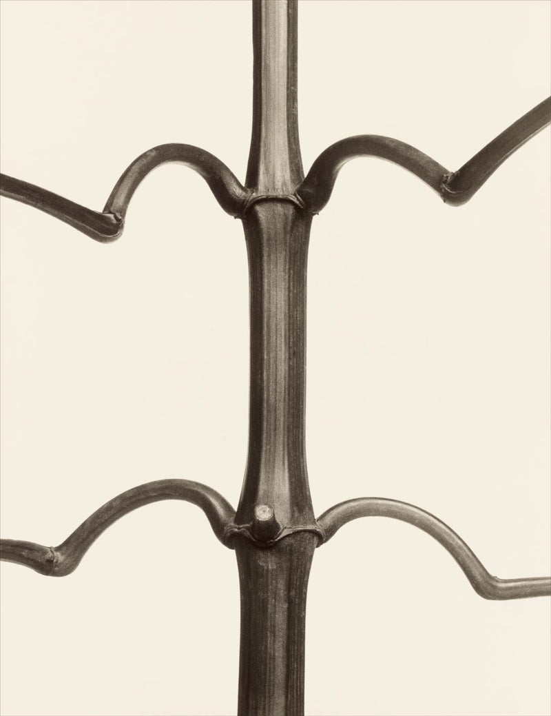 Herbarium, Plate 34