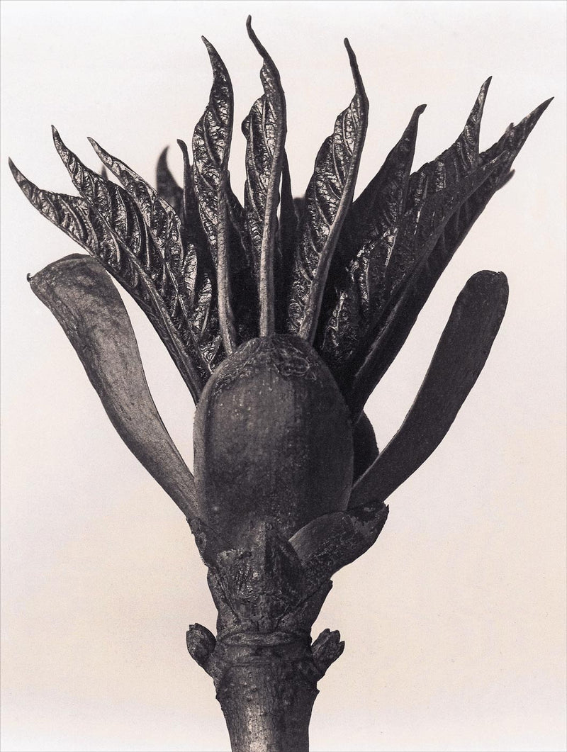 Herbarium, Plate 35
