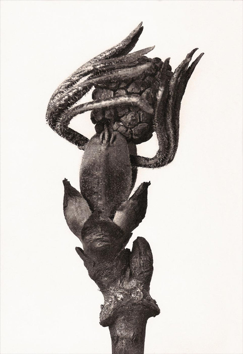 Herbarium, Plate 36