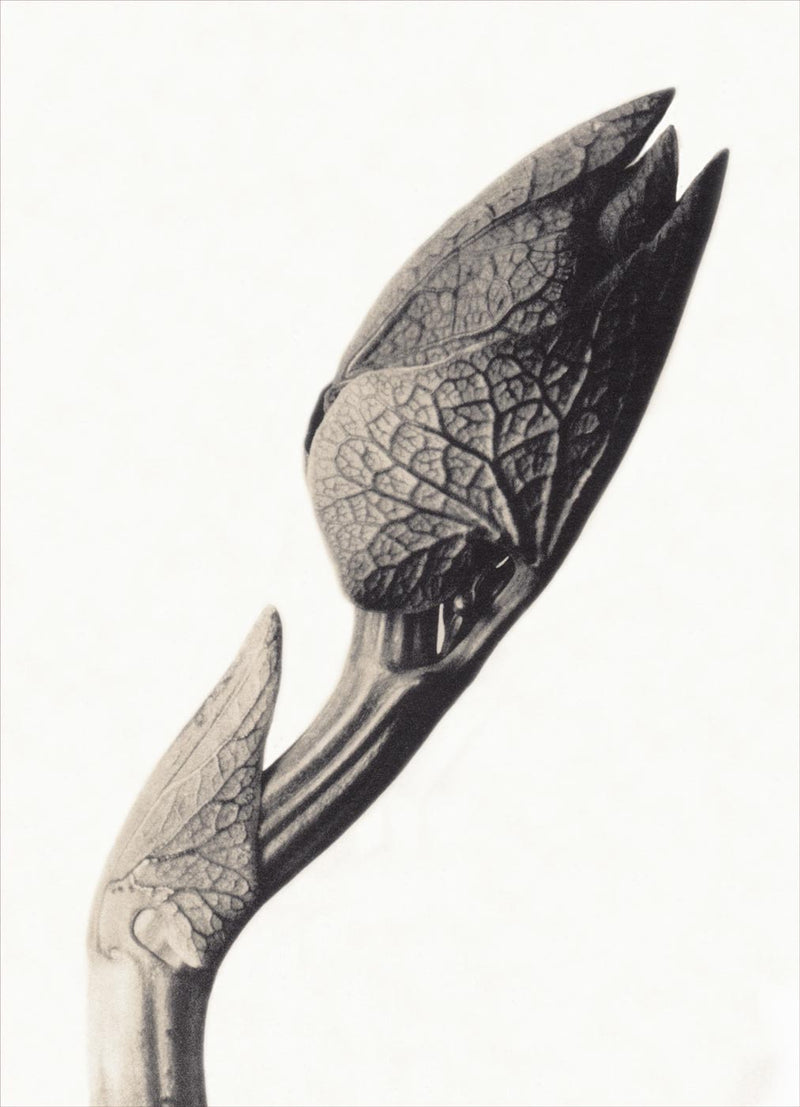 Herbarium, Plate 37