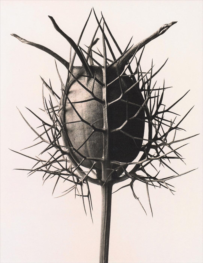 Herbarium, Plate 38