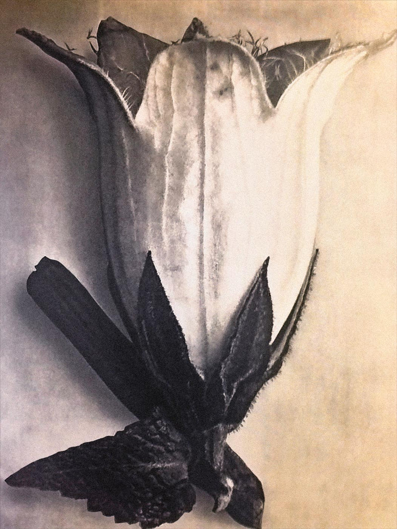 Herbarium, Plate 4