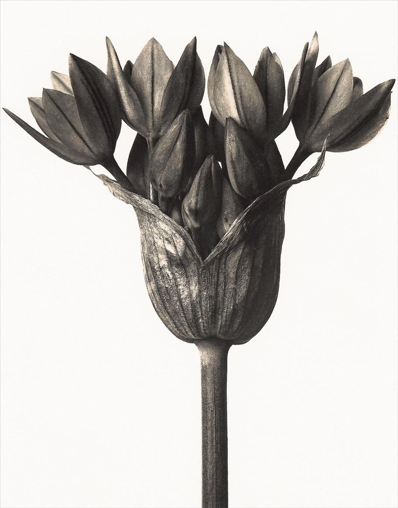 Herbarium, Plate 41