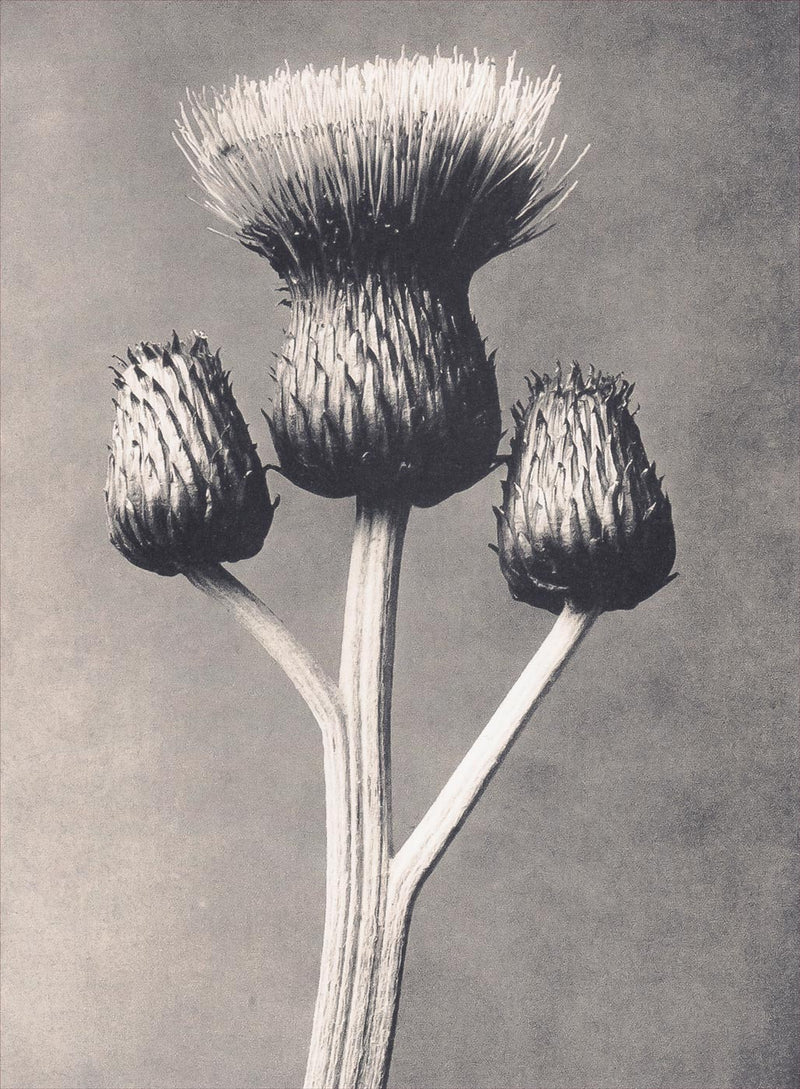 Herbarium, Plate 43