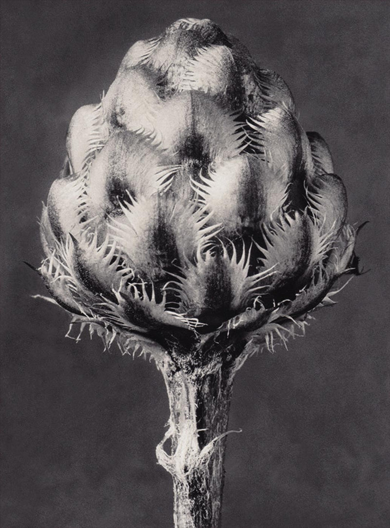 Herbarium, Plate 44