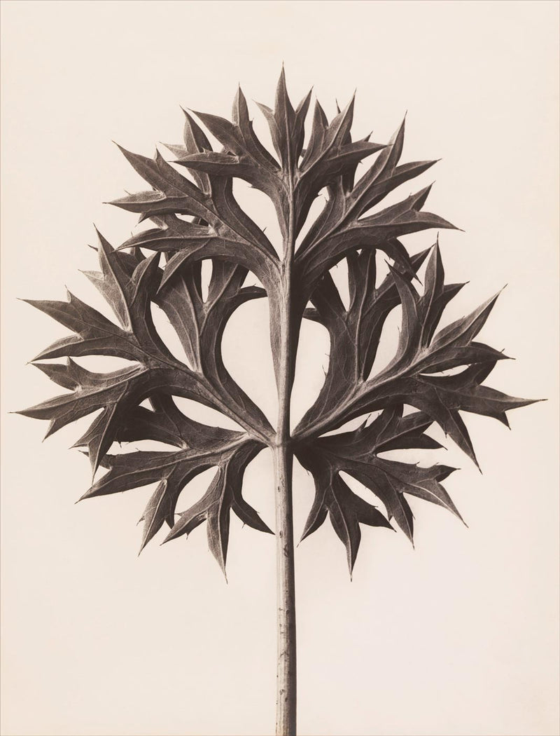 Herbarium, Plate 45