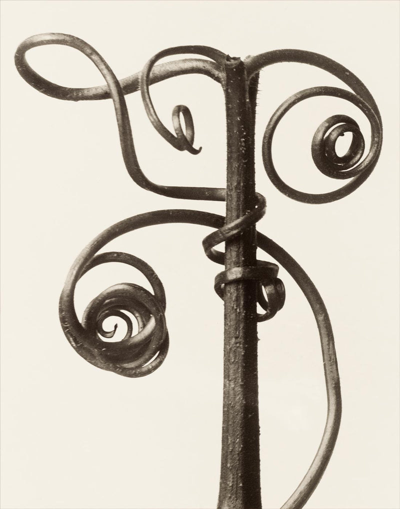 Herbarium, Plate 48