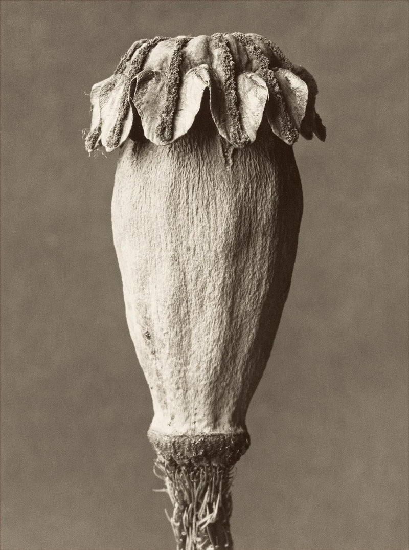 Herbarium, Plate 5