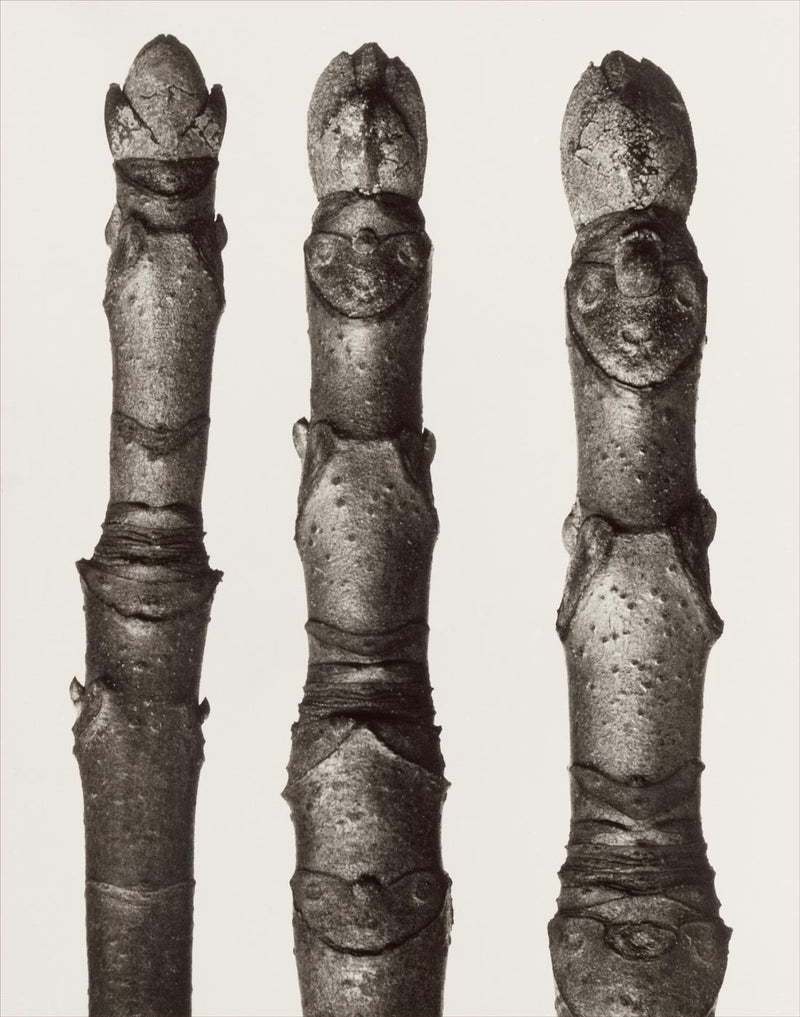 Herbarium, Plate 50