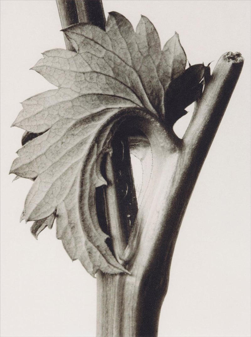 Herbarium, Plate 52