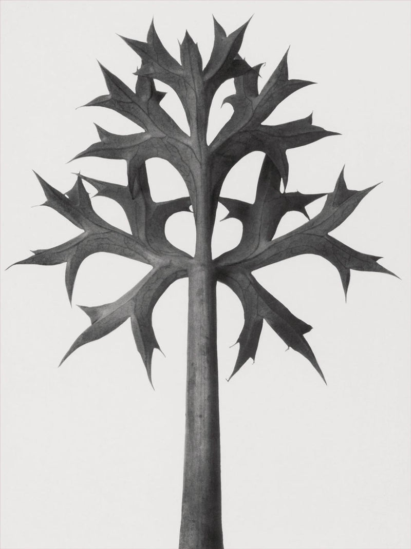 Herbarium, Plate 59